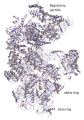 Proteasome.png